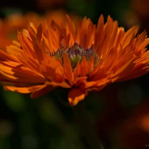 Greenheart Orange Calendula Seeds - 50 Pack - Bright Orange Flowers, Easy Grow - Image 2