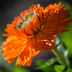 Greenheart Orange Calendula Seeds - 50 Pack - Bright Orange Flowers, Easy Grow - Image 3