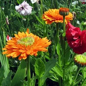 Greenheart Orange Calendula Seeds - 50 Pack - Bright Orange Flowers, Easy Grow - Image 4