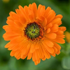 Greenheart Orange Calendula Seeds - 50 Pack - Bright Orange Flowers, Easy Grow - Image 5