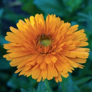 Greenheart Orange Calendula Seeds - 50 Pack - Bright Orange Flowers, Easy Grow - Image 6