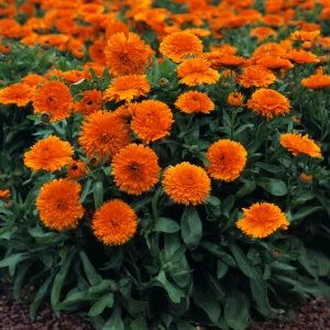 Greenheart Orange Calendula Seeds - 50 Pack - Bright Orange Flowers, Easy Grow - Image 7