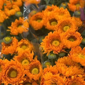 Greenheart Orange Calendula Seeds - 50 Pack - Bright Orange Flowers, Easy Grow - Image 8