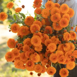 Greenheart Orange Calendula Seeds - 50 Pack - Bright Orange Flowers, Easy Grow - Image 9