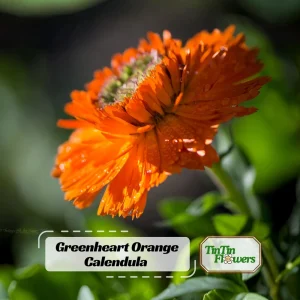 Greenheart Orange Calendula Seeds - 50 Pack - Bright Orange Flowers, Easy Grow - Image 1