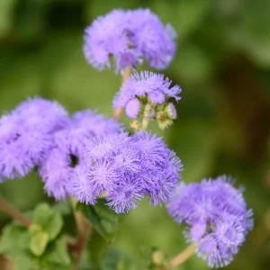Hawaii Blue Ageratum Seeds - 30 Seeds - Fast Growing, Attracts Pollinators - Image 10