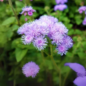 Hawaii Blue Ageratum Seeds - 30 Seeds - Fast Growing, Attracts Pollinators - Image 11