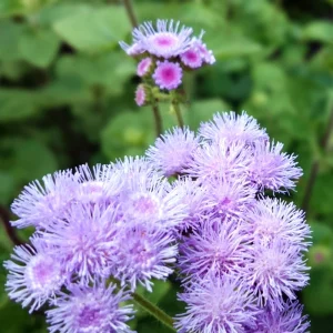 Hawaii Blue Ageratum Seeds - 30 Seeds - Fast Growing, Attracts Pollinators - Image 12