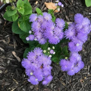 Hawaii Blue Ageratum Seeds - 30 Seeds - Fast Growing, Attracts Pollinators - Image 16