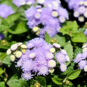 Hawaii Blue Ageratum Seeds - 30 Seeds - Fast Growing, Attracts Pollinators - Image 17