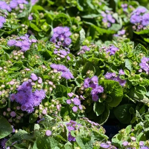 Hawaii Blue Ageratum Seeds - 30 Seeds - Fast Growing, Attracts Pollinators - Image 18
