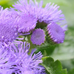 Hawaii Blue Ageratum Seeds - 30 Seeds - Fast Growing, Attracts Pollinators - Image 2