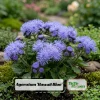 Hawaii Blue Ageratum Seeds - 30 Seeds - Fast Growing, Attracts Pollinators - Image 1