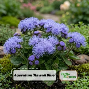 Hawaii Blue Ageratum Seeds - 30 Seeds - Fast Growing, Attracts Pollinators - Image 1