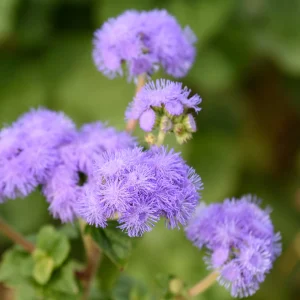 Hawaii Blue Ageratum Seeds - 30 Seeds - Fast Growing, Attracts Pollinators - Image 3