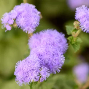 Hawaii Blue Ageratum Seeds - 30 Seeds - Fast Growing, Attracts Pollinators - Image 6