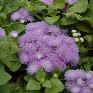 Hawaii Blue Ageratum Seeds - 30 Seeds - Fast Growing, Attracts Pollinators - Image 7