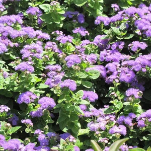 Hawaii Blue Ageratum Seeds - 30 Seeds - Fast Growing, Attracts Pollinators - Image 8