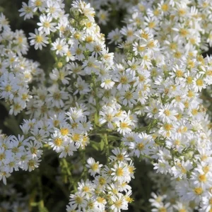 Heath Aster Seeds - Ericoides Aster Seeds for Flower Gardens & Pollinators - 20 Seeds - Image 11