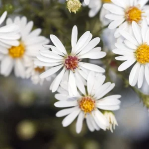 Heath Aster Seeds - Ericoides Aster Seeds for Flower Gardens & Pollinators - 20 Seeds - Image 12