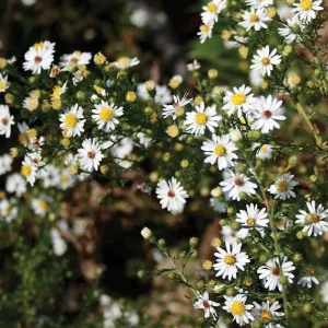 Heath Aster Seeds - Ericoides Aster Seeds for Flower Gardens & Pollinators - 20 Seeds - Image 13