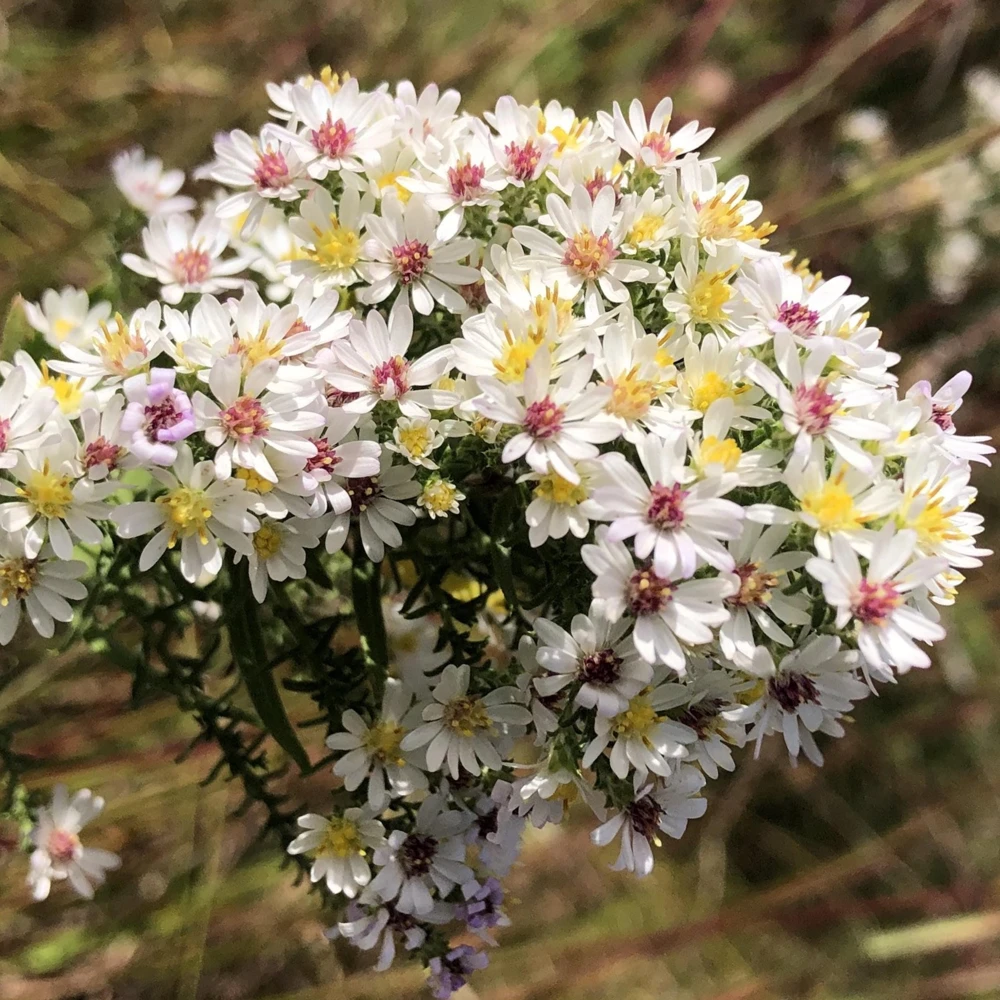 Heath Aster Seeds - Ericoides Aster Seeds for Flower Gardens & Pollinators - 20 Seeds - Image 14