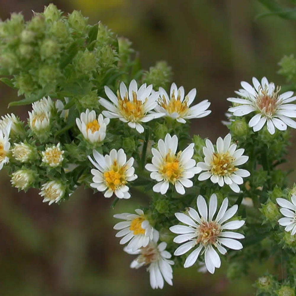 Heath Aster Seeds - Ericoides Aster Seeds for Flower Gardens & Pollinators - 20 Seeds - Image 15