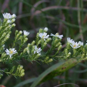 Heath Aster Seeds - Ericoides Aster Seeds for Flower Gardens & Pollinators - 20 Seeds - Image 16
