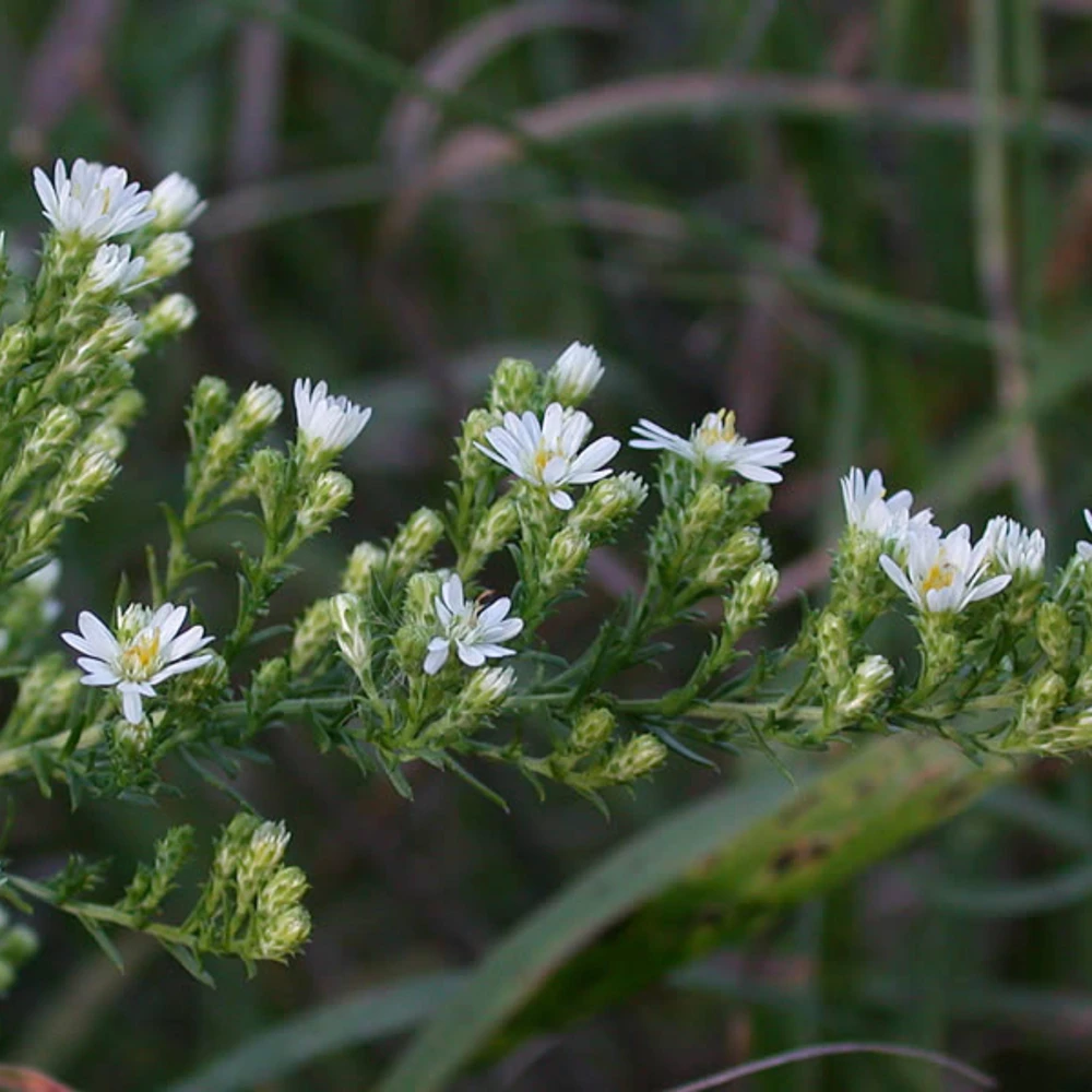 Heath Aster Seeds - Ericoides Aster Seeds for Flower Gardens & Pollinators - 20 Seeds - Image 16