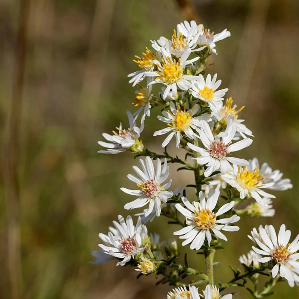 Heath Aster Seeds - Ericoides Aster Seeds for Flower Gardens & Pollinators - 20 Seeds - Image 2