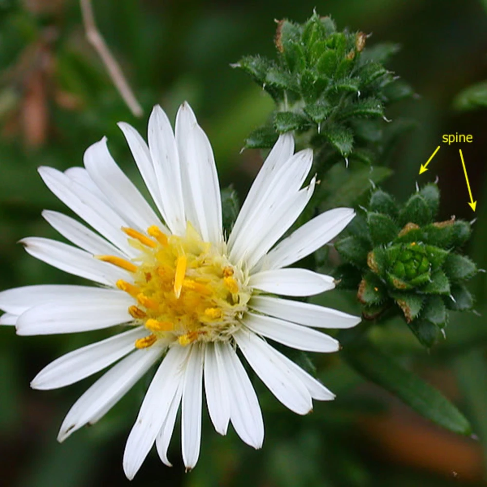 Heath Aster Seeds - Ericoides Aster Seeds for Flower Gardens & Pollinators - 20 Seeds - Image 4