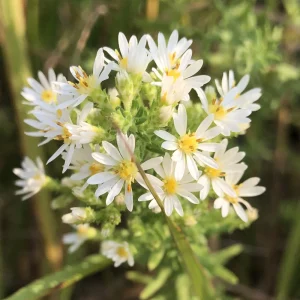 Heath Aster Seeds - Ericoides Aster Seeds for Flower Gardens & Pollinators - 20 Seeds - Image 5
