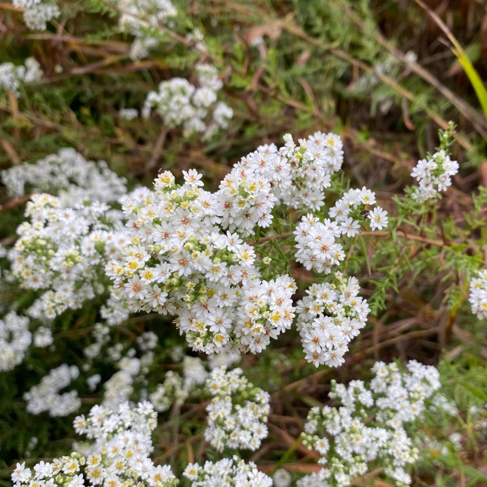 Heath Aster Seeds - Ericoides Aster Seeds for Flower Gardens & Pollinators - 20 Seeds - Image 6