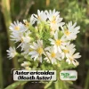 Heath Aster Seeds - Ericoides Aster Seeds for Flower Gardens & Pollinators - 20 Seeds - Image 1