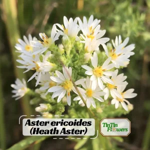 Heath Aster Seeds - Ericoides Aster Seeds for Flower Gardens & Pollinators - 20 Seeds - Image 1