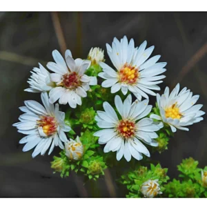 Heath Aster Seeds - Ericoides Aster Seeds for Flower Gardens & Pollinators - 20 Seeds - Image 7