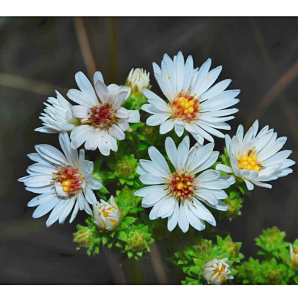 Heath Aster Seeds - Ericoides Aster Seeds for Flower Gardens & Pollinators - 20 Seeds - Image 7