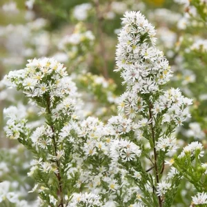 Heath Aster Seeds - Ericoides Aster Seeds for Flower Gardens & Pollinators - 20 Seeds - Image 8