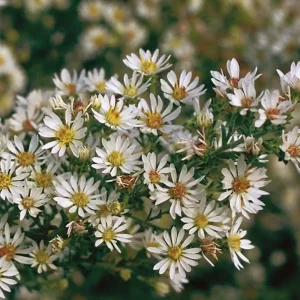 Heath Aster Seeds - Ericoides Aster Seeds for Flower Gardens & Pollinators - 20 Seeds - Image 9