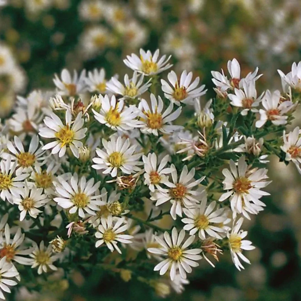 Heath Aster Seeds - Ericoides Aster Seeds for Flower Gardens & Pollinators - 20 Seeds - Image 9