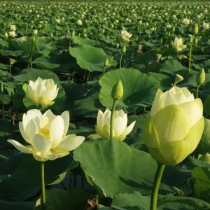 Hindu White Lotus Seeds - Indian Lotus (Nelumbo nucifera) Seeds - 5+ Count - Cold Resistant Water Lily for Ponds & Water Gardens - Image 11