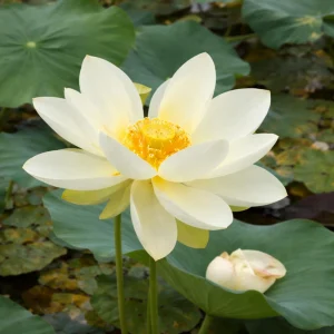 Hindu White Lotus Seeds - Indian Lotus (Nelumbo nucifera) Seeds - 5+ Count - Cold Resistant Water Lily for Ponds & Water Gardens - Image 12