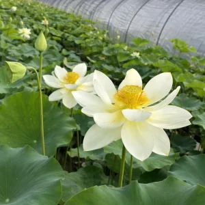 Hindu White Lotus Seeds - Indian Lotus (Nelumbo nucifera) Seeds - 5+ Count - Cold Resistant Water Lily for Ponds & Water Gardens - Image 13