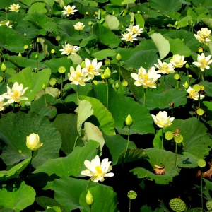 Hindu White Lotus Seeds - Indian Lotus (Nelumbo nucifera) Seeds - 5+ Count - Cold Resistant Water Lily for Ponds & Water Gardens - Image 3