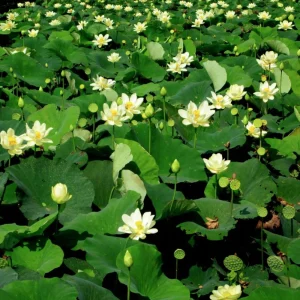 Hindu White Lotus Seeds - Indian Lotus (Nelumbo nucifera) Seeds - 5+ Count - Cold Resistant Water Lily for Ponds & Water Gardens - Image 4