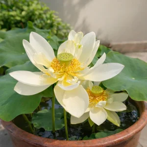 Hindu White Lotus Seeds - Indian Lotus (Nelumbo nucifera) Seeds - 5+ Count - Cold Resistant Water Lily for Ponds & Water Gardens - Image 7