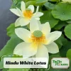Hindu White Lotus Seeds - Indian Lotus (Nelumbo nucifera) Seeds - 5+ Count - Cold Resistant Water Lily for Ponds & Water Gardens - Image 1