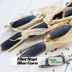 Hopi Blue Corn Seeds – Heirloom Native American Corn – 10 Seeds – Drought-Tolerant - Image 1