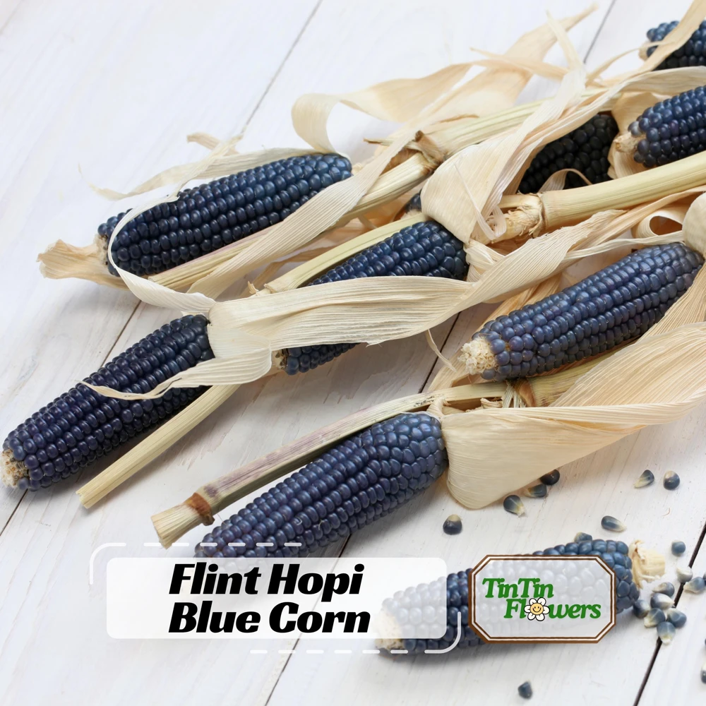 Hopi Blue Corn Seeds – Heirloom Native American Corn – 10 Seeds – Drought-Tolerant - Image 1