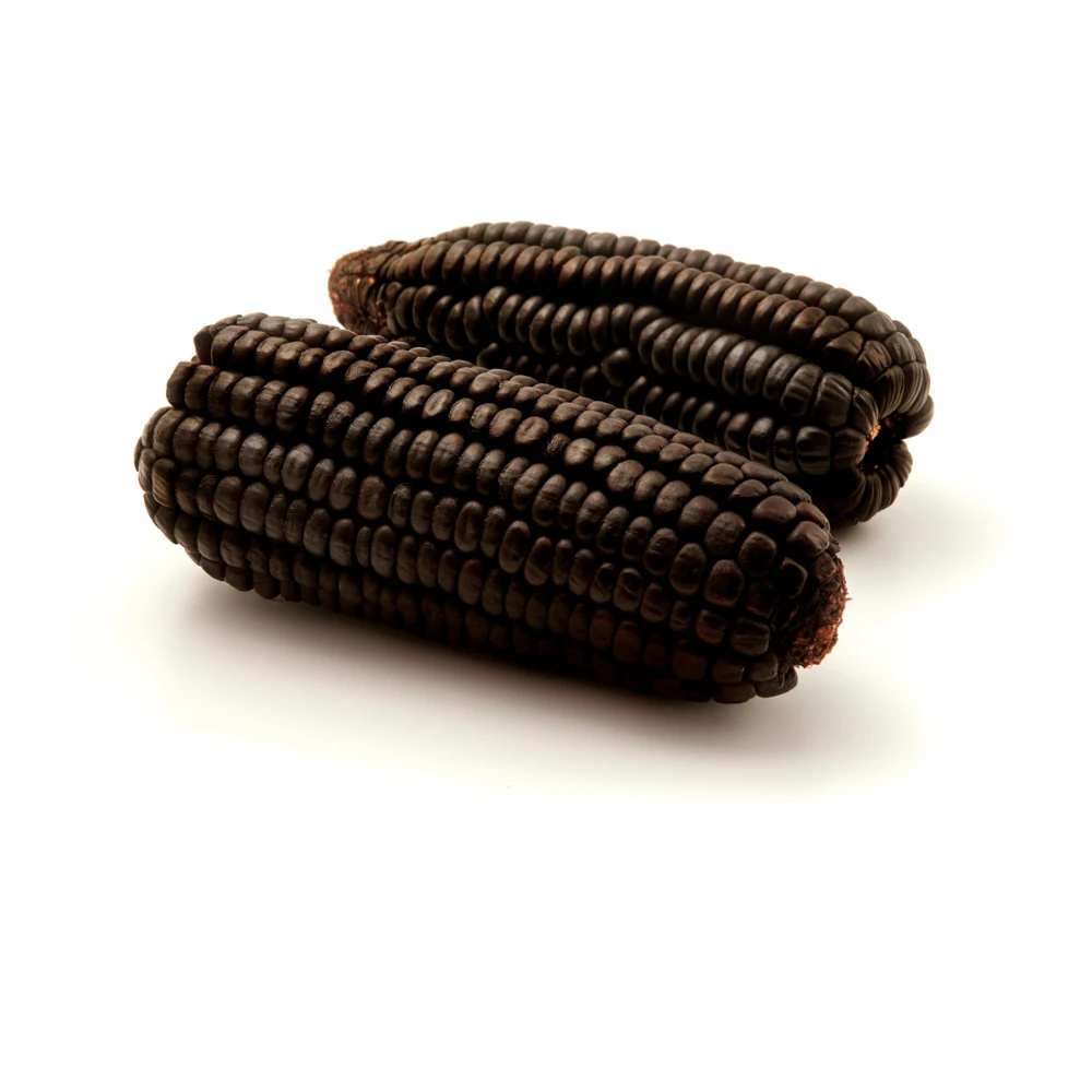 Hopi Blue Corn Seeds – Heirloom Native American Corn – 10 Seeds – Drought-Tolerant - Image 10